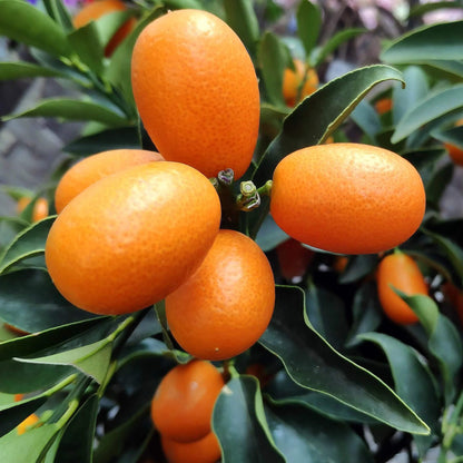 Nagami Kumquat Seeds