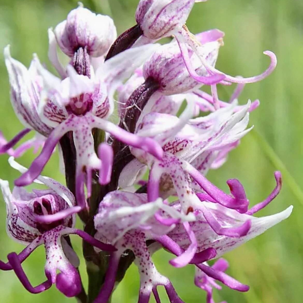 Naked Man Orchid Orchis Italica Seeds 