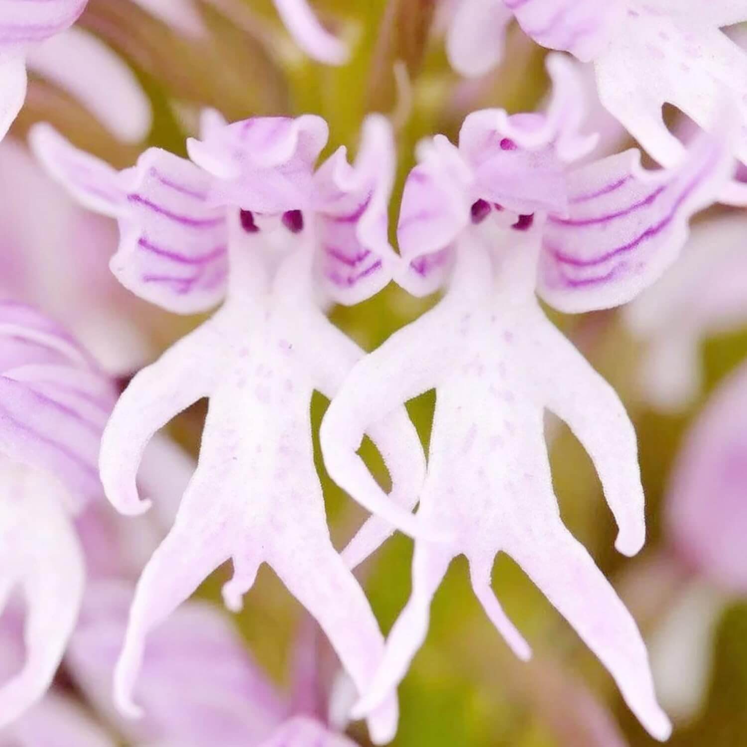 Naked Man Orchid Orchis Italica Seeds 