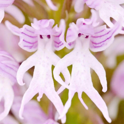 Naked Man Orchid Orchis Italica Seeds 