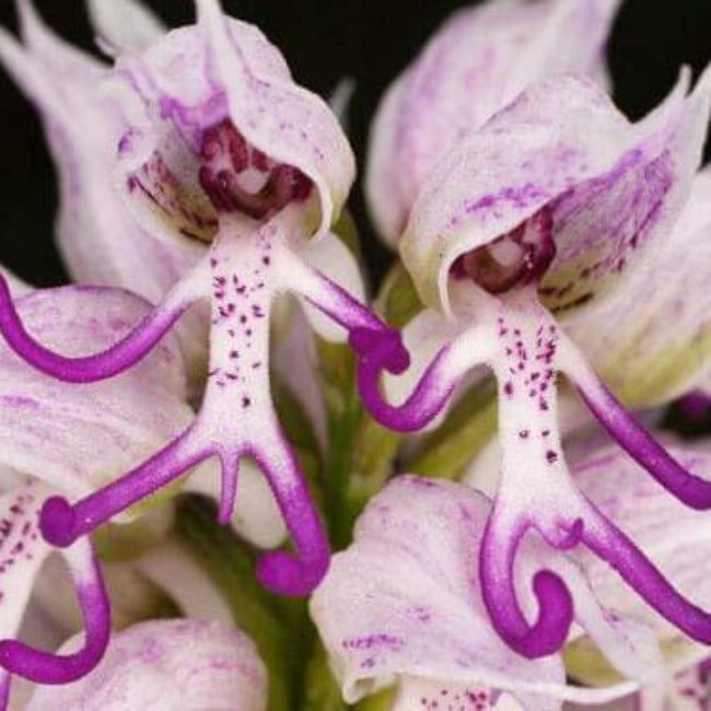 Naked Man Orchid Orchis Italica Seeds 