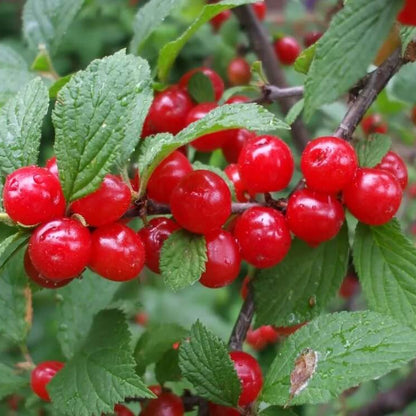 Nanking Cherry Seeds