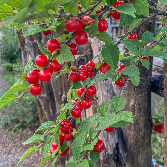 Nanking Cherry Seeds