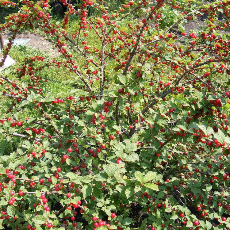 Nanking Cherry Seeds