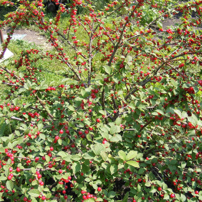 Nanking Cherry Seeds