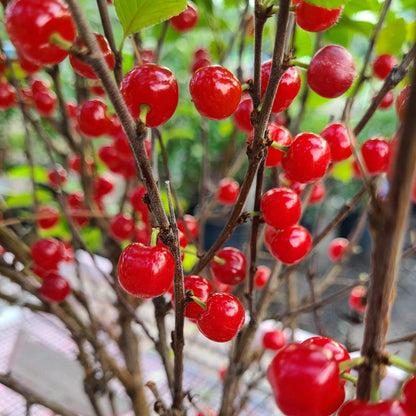 Nanking Cherry Seeds