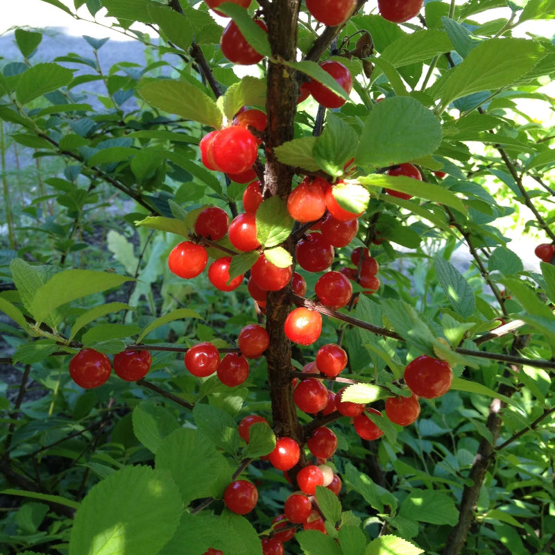 Nanking Cherry Seeds