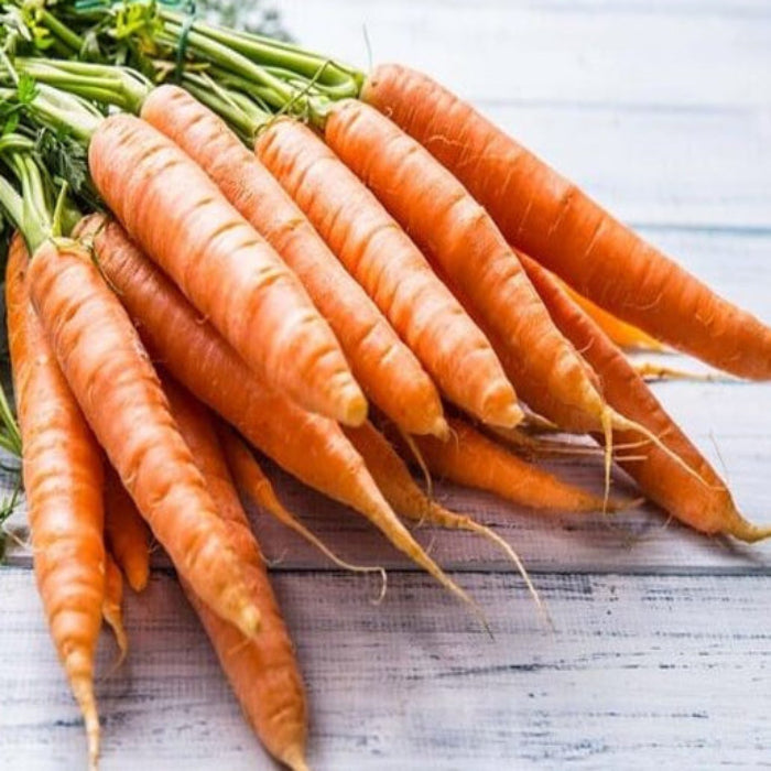Nantes Carrot Seeds - Vegetable Plant