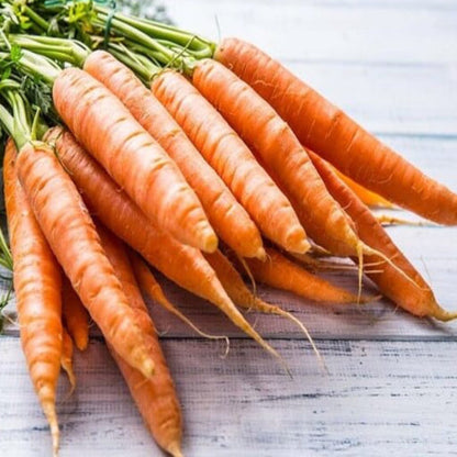 Nantes Carrot Seeds - Vegetable Plant