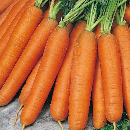 Nantes Carrot Seeds - Vegetable Plant