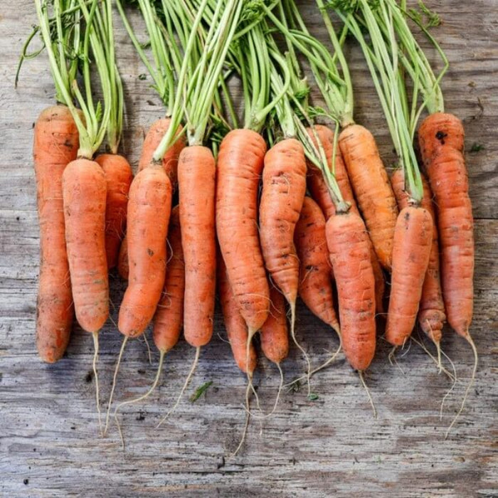 Nantes Carrot Seeds - Vegetable Plant