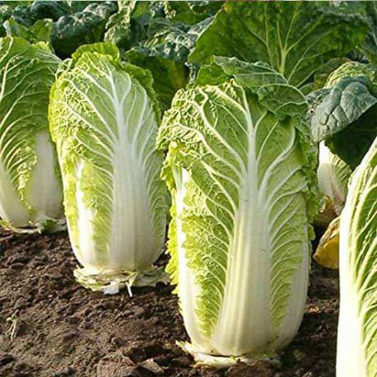Napa Cabbage seeds - Vegetable Plant