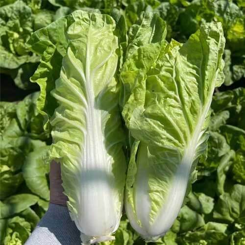 Napa Cabbage seeds - Vegetable Plant