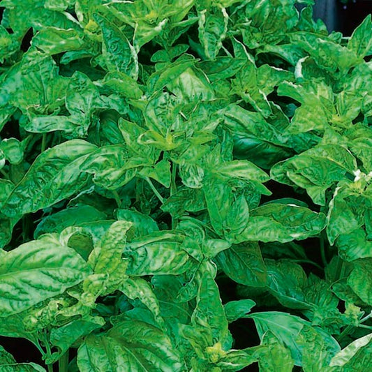 Napoletano Basil Seeds - Herbal Plant