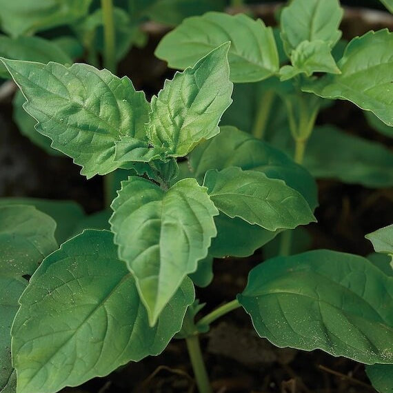 Napoletano Basil Seeds - Herbal Plant