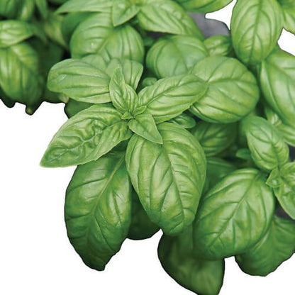 Napoletano Basil Seeds - Herbal Plant