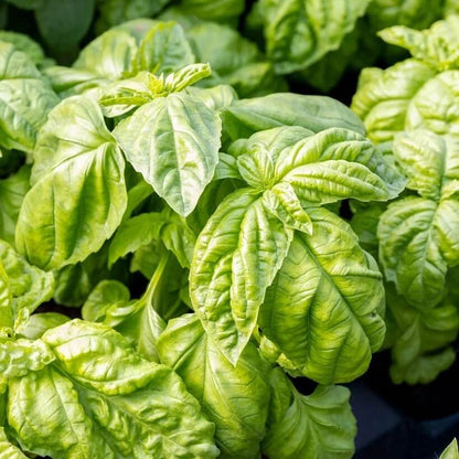 Napoletano Basil Seeds - Herbal Plant