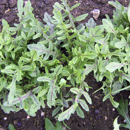 Napoli Arugula Seeds - Heirloom Vegetable Plant for Home Gardens