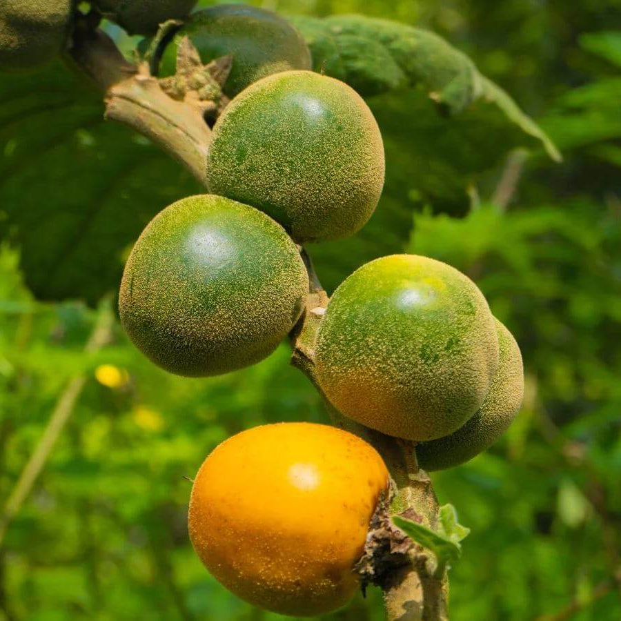 Naranjilla Seeds - Heirloom Fruit Plant for Home Gardens