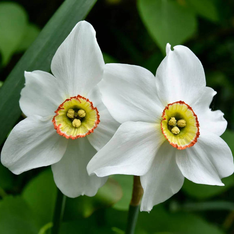 Narcissus Seeds - Heirloom Flower Plant for Home Gardens