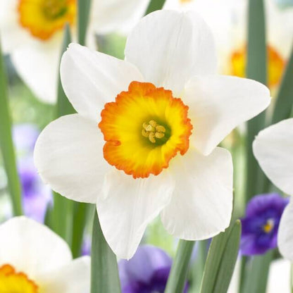 Narcissus Seeds - Heirloom Flower Plant for Home Gardens