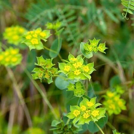 Narrow Leaf Bupleurum Seeds