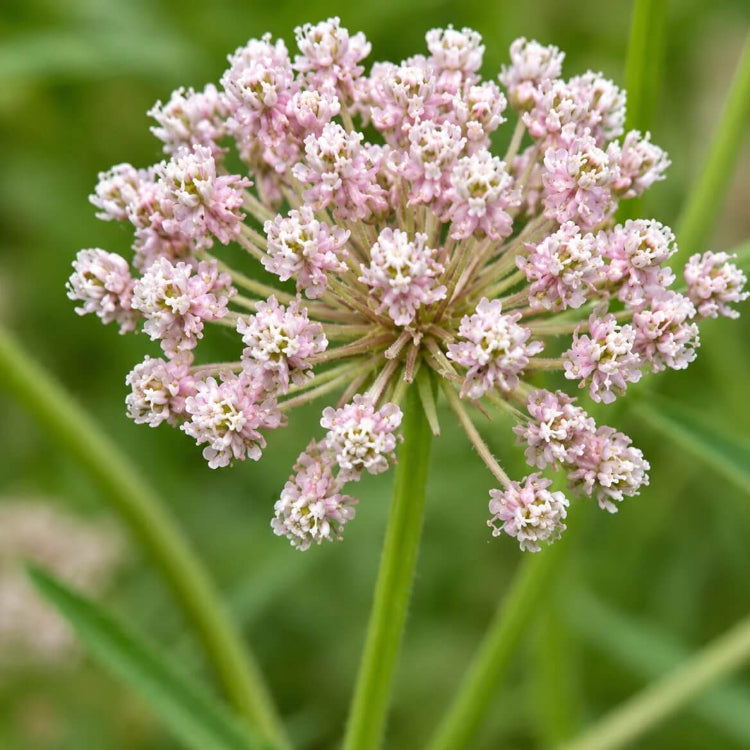 Narrowleaf Milkweed Asclepias Fascicularis Seeds