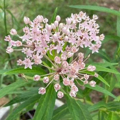 Narrowleaf Milkweed Asclepias Fascicularis Seeds