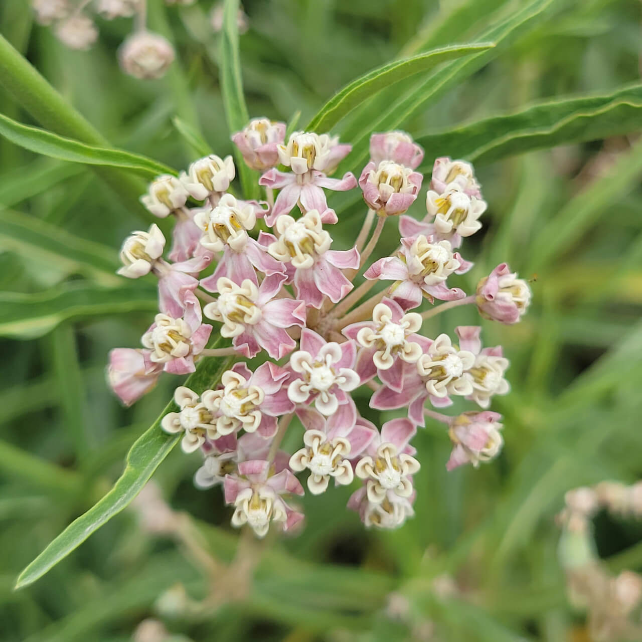 Narrowleaf Milkweed Asclepias Fascicularis Seeds