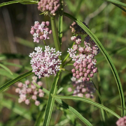 Narrowleaf Milkweed Asclepias Fascicularis Seeds