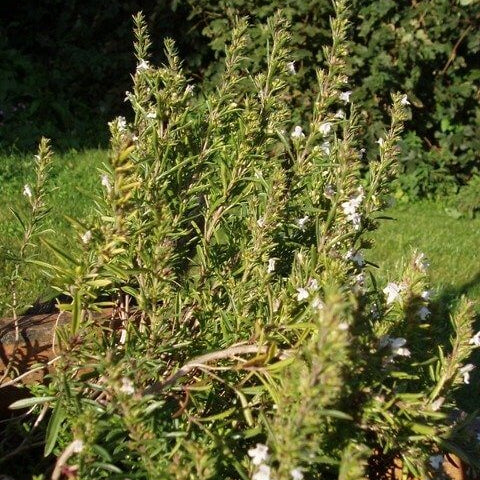 Narrowleaf Savory Seeds 