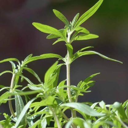 Narrowleaf Savory Seeds 