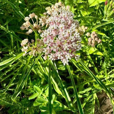 Narrowleaf Savory Seeds 