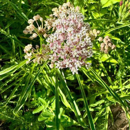 Narrowleaf Savory Seeds 