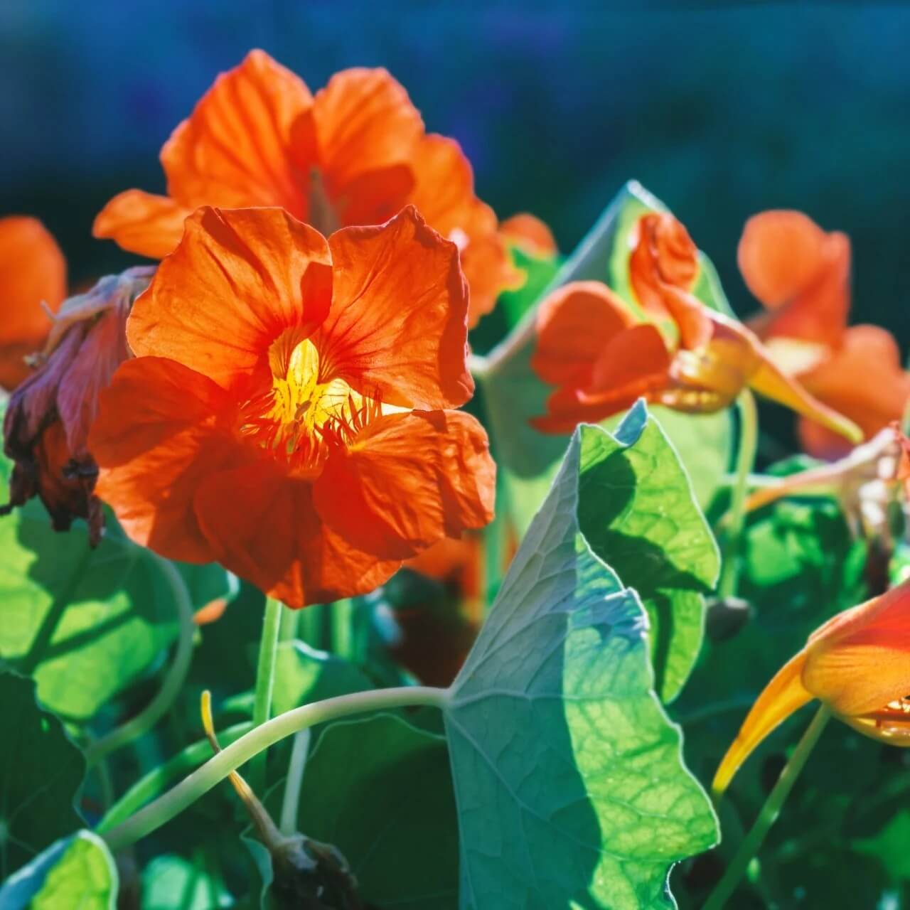 Nasturtium Seeds