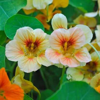 Nasturtium Seeds