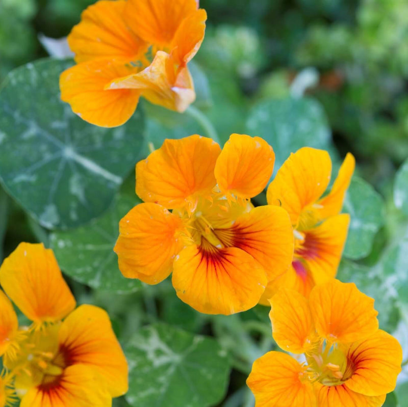 Nasturtium Seeds