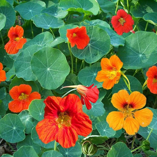 Nasturtium Seeds - Flower Plant