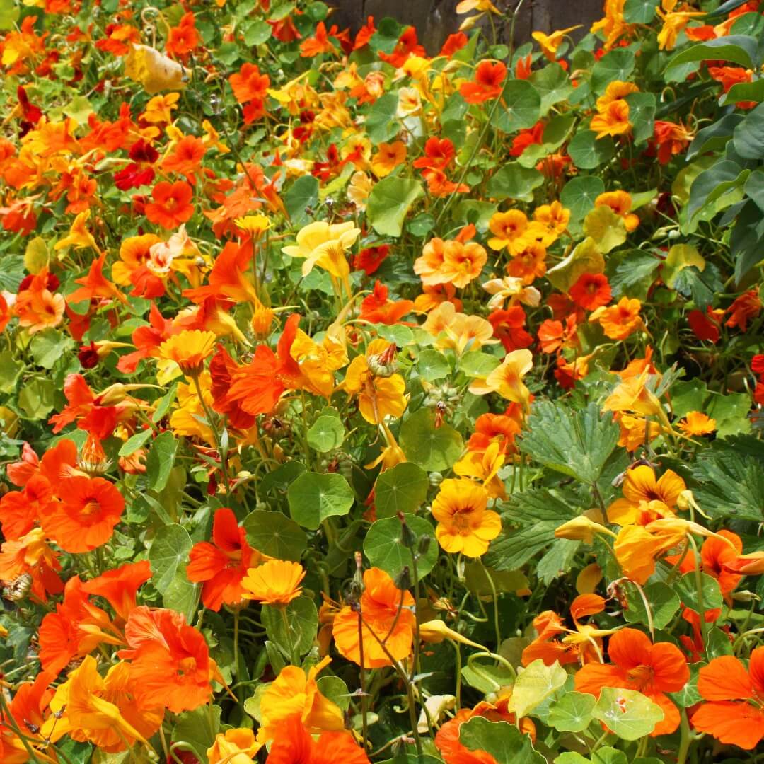 Nasturtium Seeds - Flower Plant