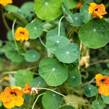 Nasturtium Seeds - Flower Plant