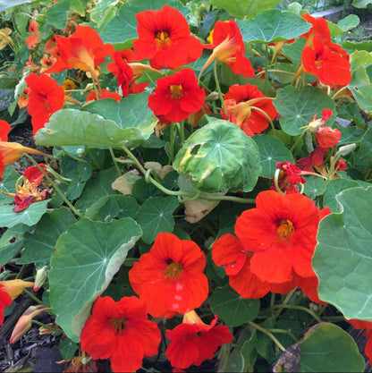 Nasturtium Seeds 