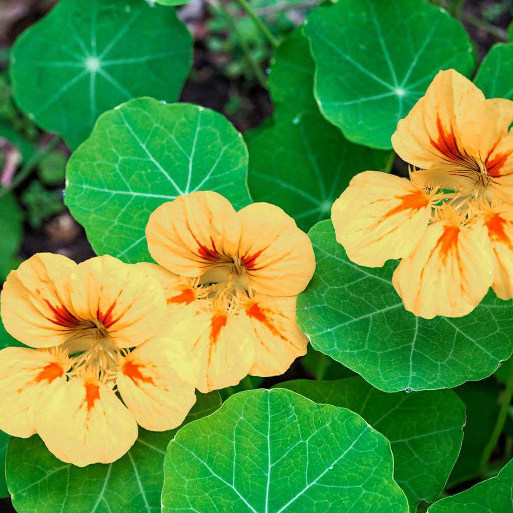 Nasturtium Seeds 