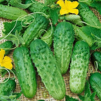 National pickling cucumber seeds - Vegetable Plant