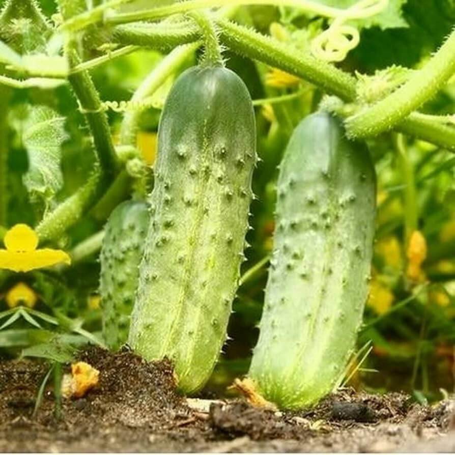 National pickling cucumber seeds - Vegetable Plant