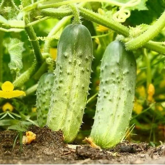 National pickling cucumber seeds - Vegetable Plant