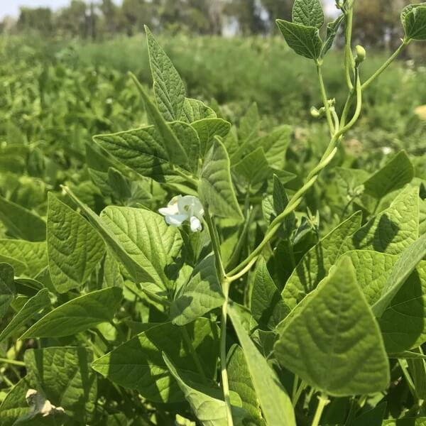 Native American Tepary Beans Seeds