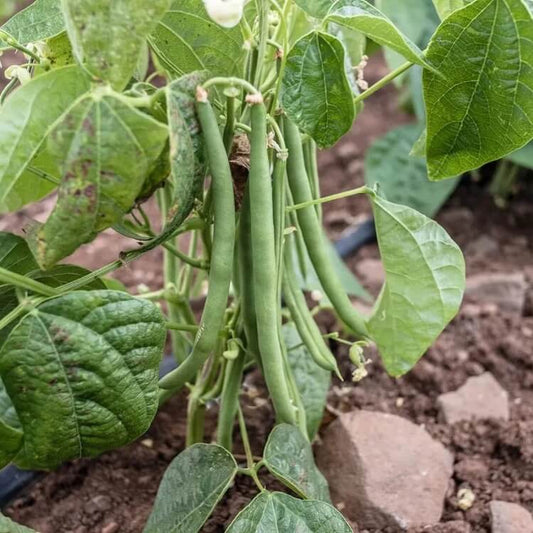 Native Bean Seeds