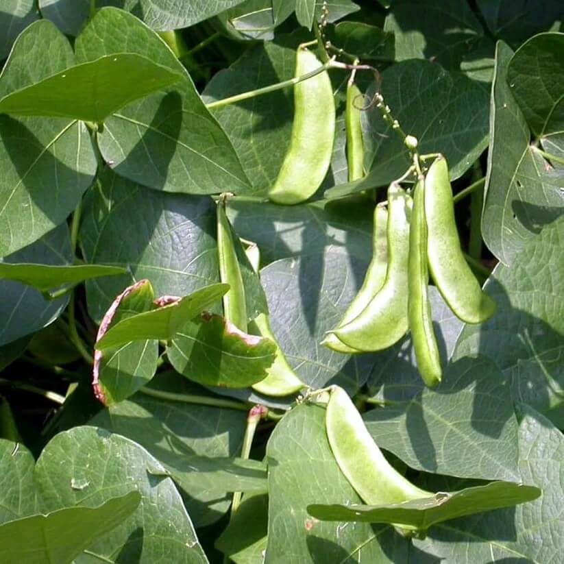 Native Bean Seeds