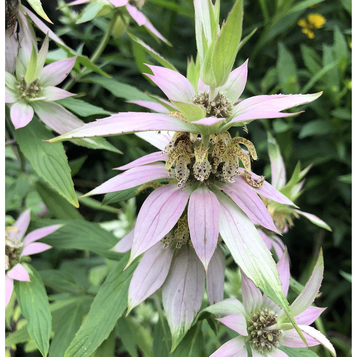 Native Bee Balm Seeds - Herbal Plant