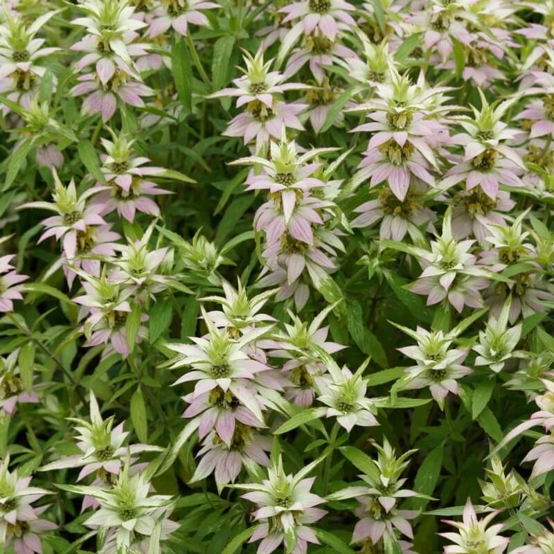 Native Bee Balm Seeds - Herbal Plant